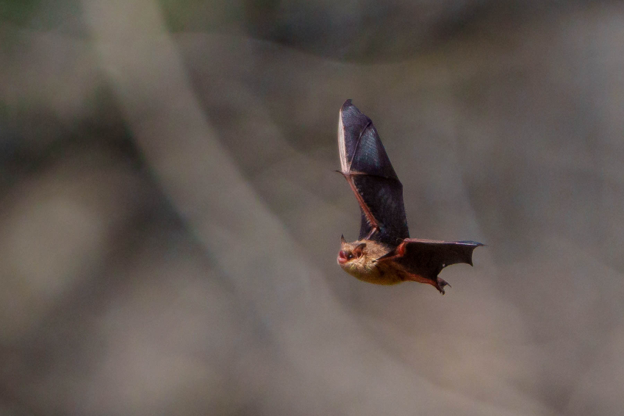 The bat flies in front of a forested area.