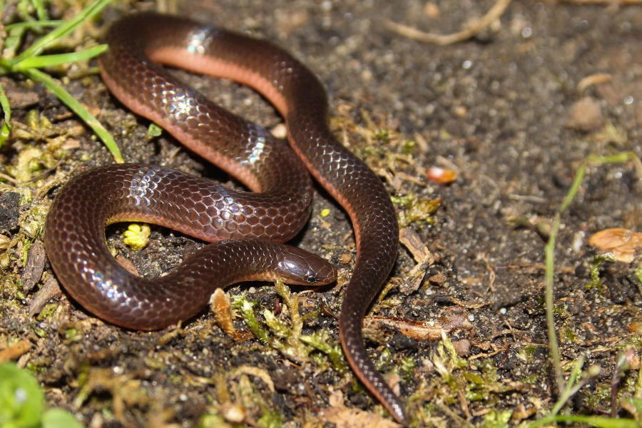 Brown snake twists in the dirt and leaves.