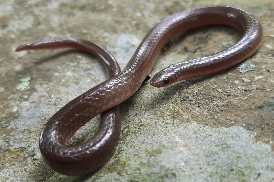 Brown snake twists around itself on concrete.