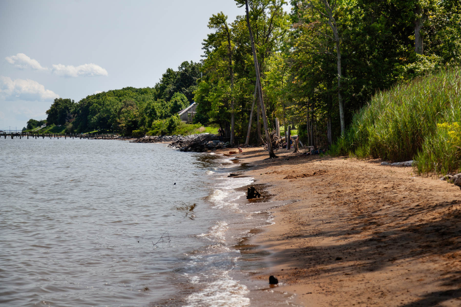 A shoreline with a narrow, sandy beach and a variety of trees, shrubs and grasses lining the beach's edge