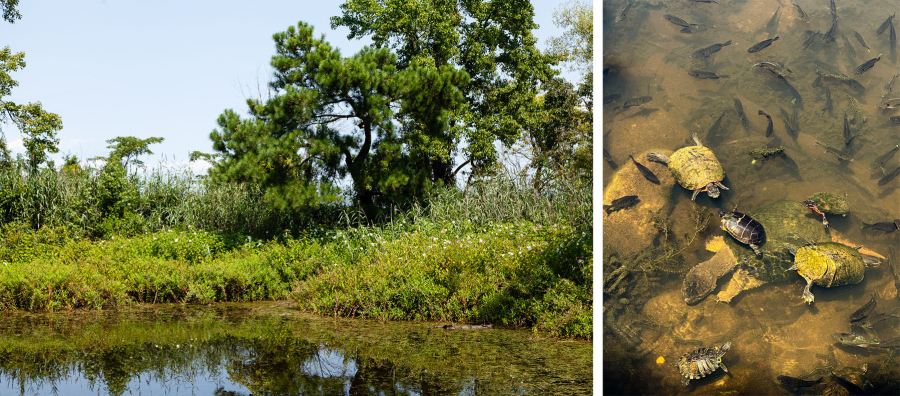 [LEFT] The edge of a pond is flourishing with bright green shrubs and grasses. [RIGHT] Many species of turtle that vary in size and shown surfacing from the greenish colored pond water