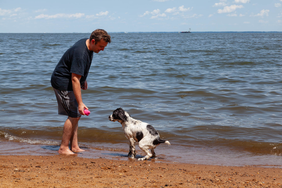 An owner gets ready to throw his black and white dog a bright pink toy on the dog beach.