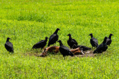 Small image of More than half a dozen black vultures surround the bloody carcass of a white-tailed deer.