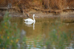 Small image of Tundra swan floats by the bank of a river.