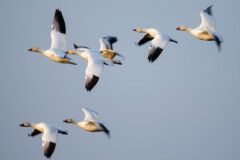 Small image of Snow geese fly through the sky.