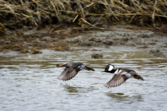 Small image of A male and a female hooded merganser flying low over water, near a muddy shore. Both have a white bar and stripes near the base of their tail feathers, but the coloration is notably distinct in the neck and head.