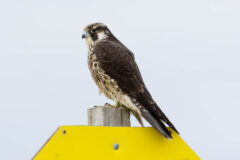 Small image of Juvenile peregrine falcon perches on a wooden post.