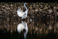 Small image of A great egret spreads its wings as it lands in a body of water.