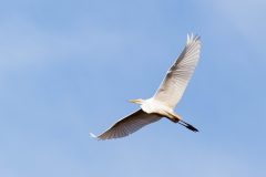 Small image of An underside view of a great egret in flight, wings outstretched and legs straight behind it.