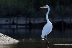 Small image of A great egret wades in calm water.