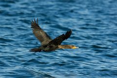 Small image of A double-crested cormorant flies low over a body of water, its orange chin patch contrasting with its black feathers and its dark wings held out from its body.