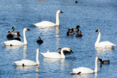 Small image of Tundra swans mixed in with ducks.