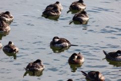 Small image of Ruddy ducks on the water, compacting their bodies for warmth.