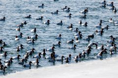 Small image of A large flock of canvasbacks swim, dive and splash in cold water, a sheet of ice visible in the foreground.