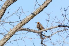 Small image of A male northern flicker perched in a tree.