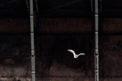 Small image of Peregrine falcon flies through a city.