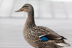 Small image of A profile view of a female mallard standing on a dock. The blue patch stands out against the overall brown feathers.