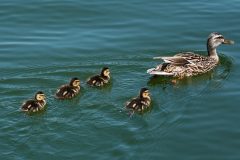 Small image of A mother mallard swims through a body of water, followed by four yellow and brown ducklings.