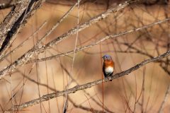 Small image of A male eastern bluebird perches on a tree branch, showing its bright blue head, rusty red throat and breast, and bright white belly.