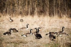 Small image of A group of about a dozen Canada geese gather in a fallow farm field, some birds standing guard against predators while other birds forage for food.