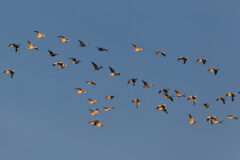 Small image of Several snow geese fly in a group through the sky.