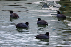 Small image of Five American coots swim together in a body of water.