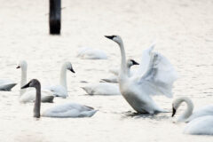 Small image of Tundra swans sit in the water by a dock.