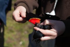 Small image of Person holds a red-winged blankbird safely to display its wings to spectators.