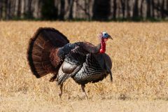 Small image of Wild turkey stands in a farm field with trees in the background.