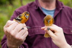 Small image of A close-up view of two hands, each holding a female Baltimore oriole.