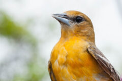 Small image of A close-up view of a female Baltimore oriole shows its yellow plumage and gray bill.