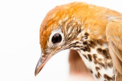 Small image of A wood thrush with cinnamon-colored feathers and large black eyes.