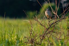 Small image of A northern bobwhite perched in a thorny shrub, with a grassy field in the background. It highlights the small size of the bobwhite.