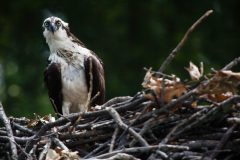 Small image of Osprey stands on top of its nest looking out.