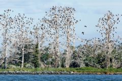 Small image of Silhouettes of double-crested cormorants perch on and fly between leafless trees along a shoreline.