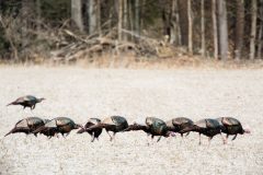 Small image of Male wild turkeys look through an empty field for food.