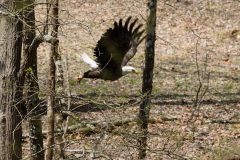 Small image of A bald eagle flies through a wooded area.