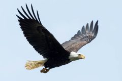 Small image of A bald eagle flies through a blue sky with its brown wings open wide and its white head and tail clearly visible.