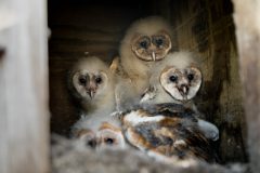 Small image of Four white and fluffy juvenile barn owls huddle together in a wooden nest box.