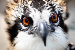 Small image of Close up of juvenile osprey's face revealing orange-yellow eyes and a sharp beak.