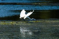 Small image of A great egret flies just above a  body of water, dipping its bill into the vegetation-covered surface.