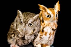 Small image of Two captive eastern screech-owls perch next to each other, displaying the species' distinct color morphs. One bird is gray, and one is reddish-brown, but both are patterned with bands and spots and have tufts of feathers on either side of their heads.