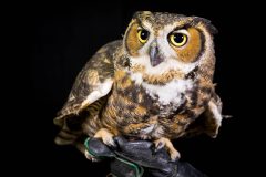 Small image of A great horned owl perches on a gloved hand. It is crouching down such that its body looks shorter and it has large yellow eyes and a dark gray beak.