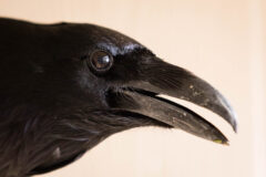 Small image of A close up on the head of a common raven, showing the shaggy texture of its throat feathers.