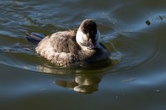 Small image of Male ruddy duck moves through the water.