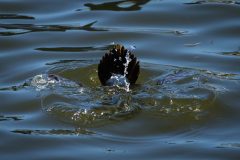 Small image of Ruddy duck tilted upside down in the water.