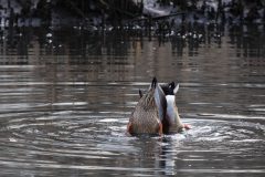 Small image of Two mallards with tails tipped up and heads underwater. Their orange legs are visible just at the surface of the water.