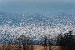 Small image of Hundreds of snow geese cover the sky, flying off from a field.