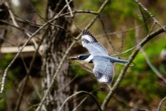 Small image of A belted kingfisher flies through a wooded area, its blue and white wings and square-tipped tail held straight out from its body.