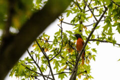 Small image of A male Baltimore oriole perches on a tree branch, its characteristic orange breast standing out against green leaves.